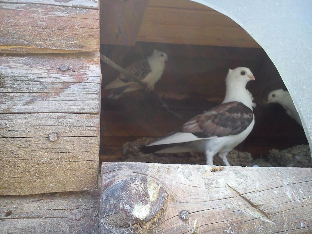 Rusaliite Adventure House Bachevo (Blagoevgrad)